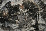 Rare, Polished Petrified Wood (Ginkgo) Slab - Arizona #286361-1